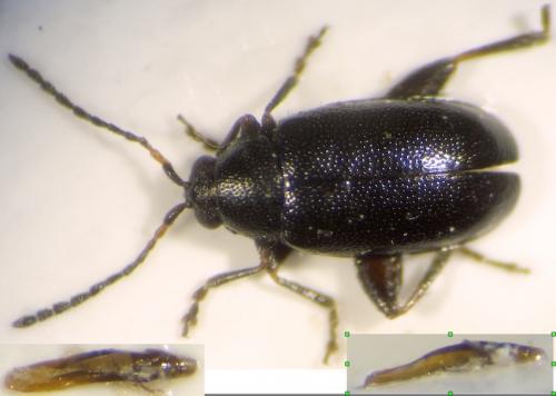 Réf. 269 891 : Phyllotreta sp.